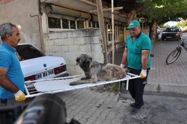 Yaralı Köpek İçin Ambulans Çağırdılar