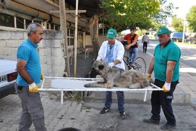 Yaralı Köpek İçin Ambulans Çağırdılar