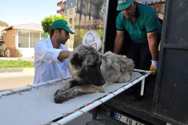 Yaralı Köpek İçin Ambulans Çağırdılar