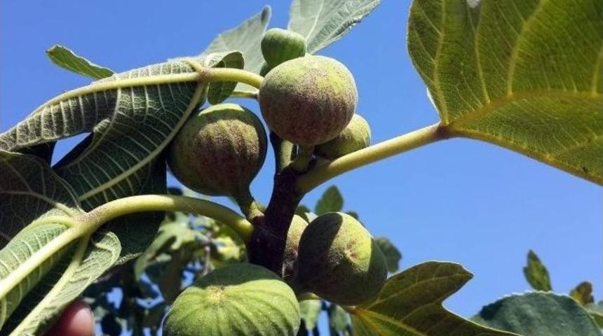 Aydın&rsquo;da İncir Bah&ccedil;elerinde Kırmızı &Ouml;r&uuml;mcek M&uuml;cadelesi Başladı