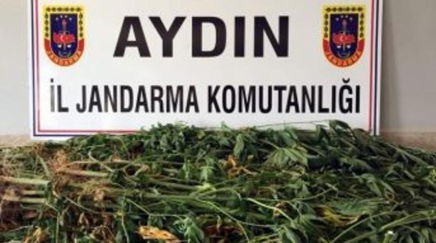 Ko&ccedil;arlı&rsquo;da Yasa Dışı Ekim Yapan 3 Kişi Yakalandı