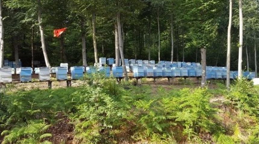 Ormanlar Bal &Uuml;retiyor