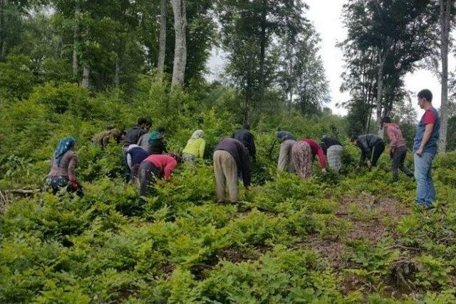 Akçakoca’da Gençlik Bakımları Tamamlandı