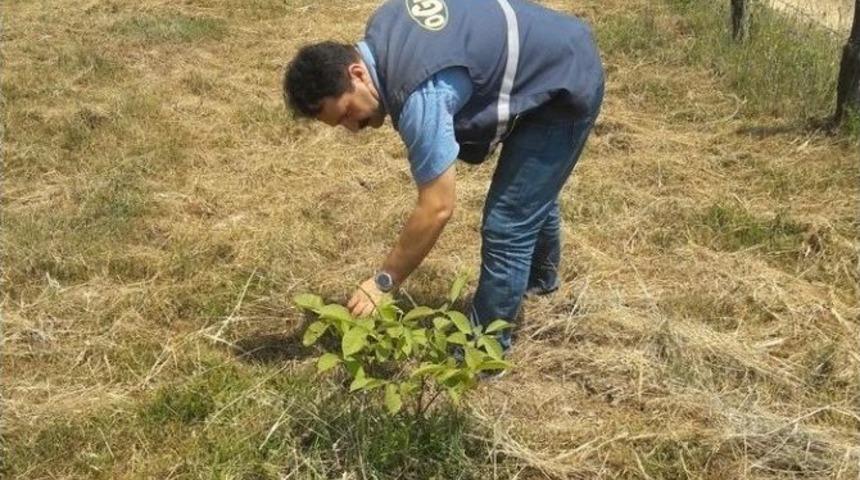 D&uuml;zce&rsquo;de Ceviz Sahalarının Bakımları Devam Ediyor