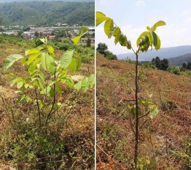 Düzce’de Ceviz Sahalarının Bakımları Devam Ediyor