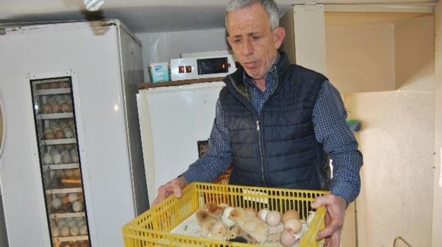 Buzdolabında Civciv &Uuml;retiyor