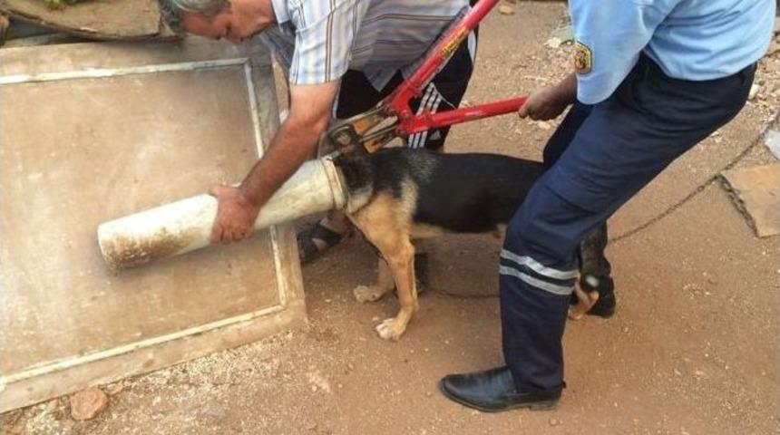 Yaramaz K&ouml;pek Kafasını Tuvalet Borusuna Sıkıştırdı