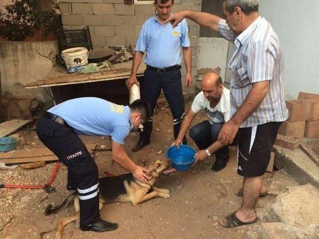 Yaramaz Köpek Kafasını Tuvalet Borusuna Sıkıştırdı