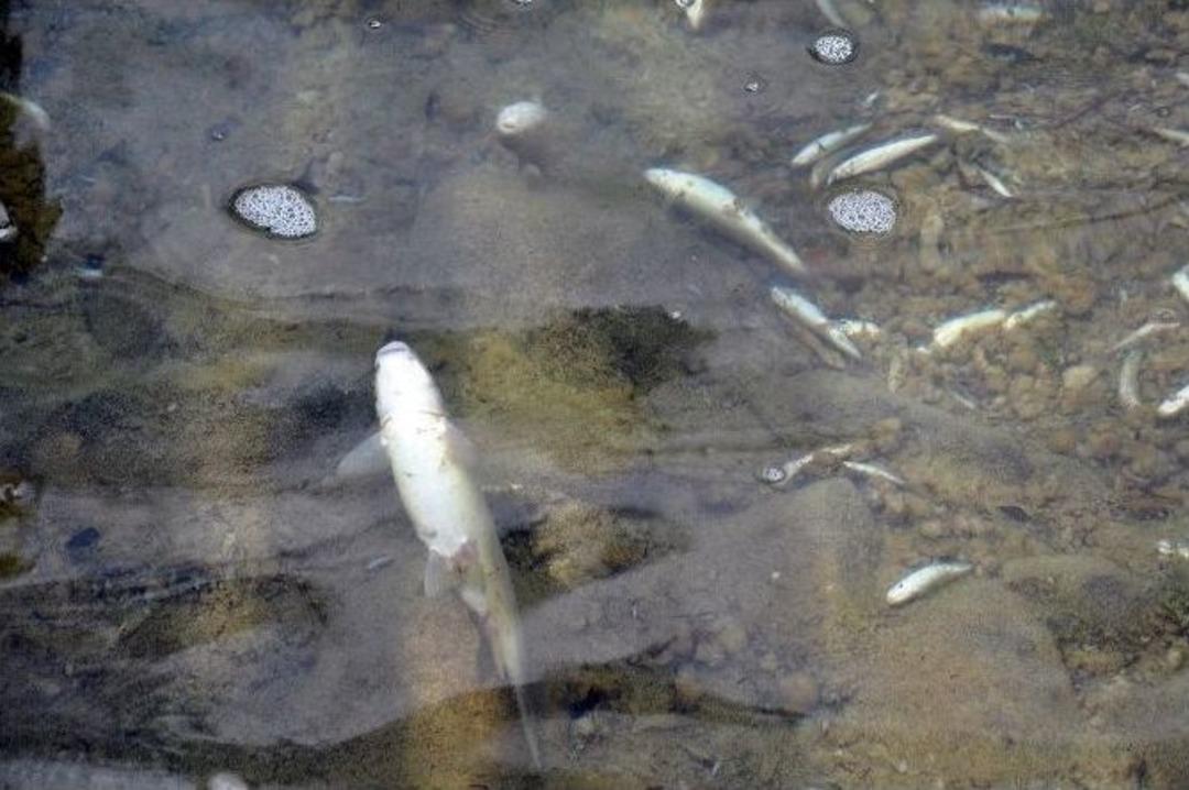 Elbistan&rsquo;da Balık Katliamı