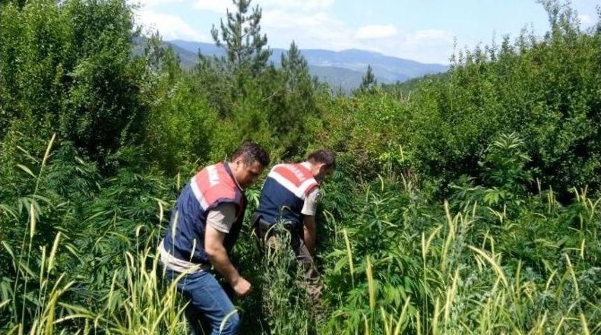 Jandarma&rsquo;dan Kenevir Operasyonu