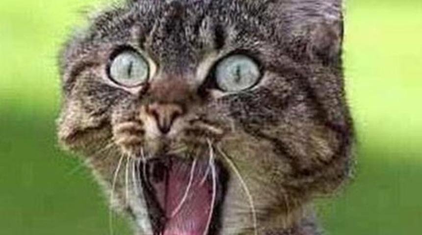 Onları daha önce böyle görmediniz!