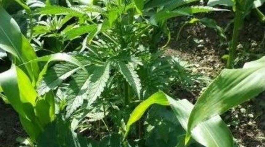 Zonguldak&rsquo;ta Uyuşturucu Operasyonu: 2 G&ouml;zaltı