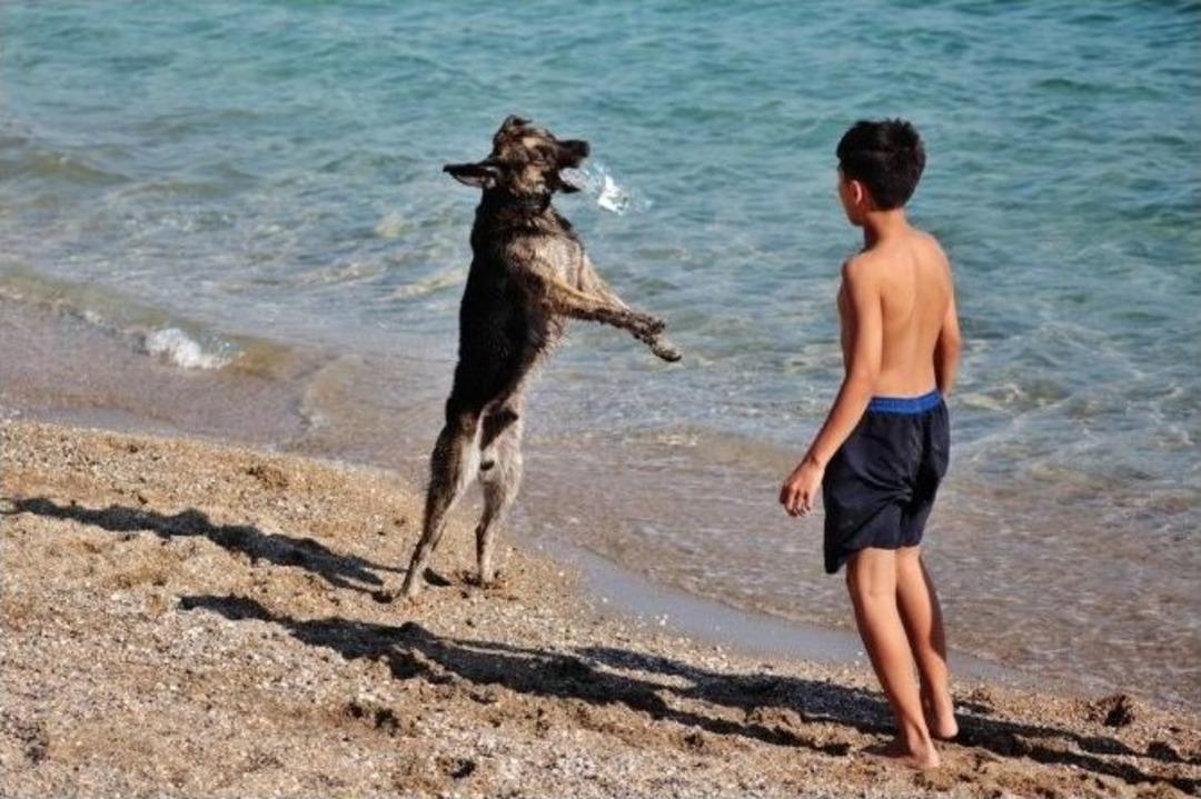 &Ccedil;ocuklar Yoruldu K&ouml;pek Yorulmadı