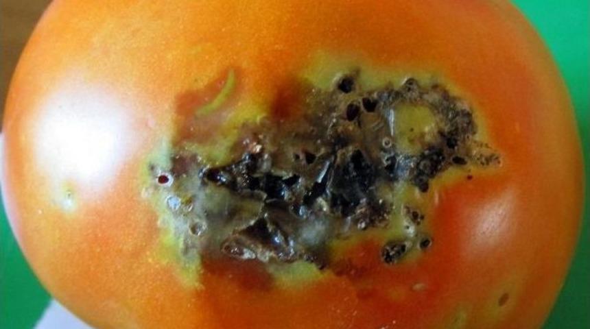 Domates G&uuml;vesinin Aktif D&ouml;nemi Başladı