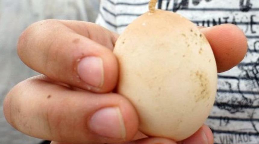 Kuyruklu Yumurta Hayrete D&uuml;ş&uuml;rd&uuml;