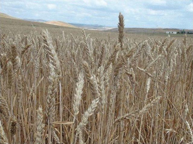 Yozgat’ta Hububat Hasadı Başladı