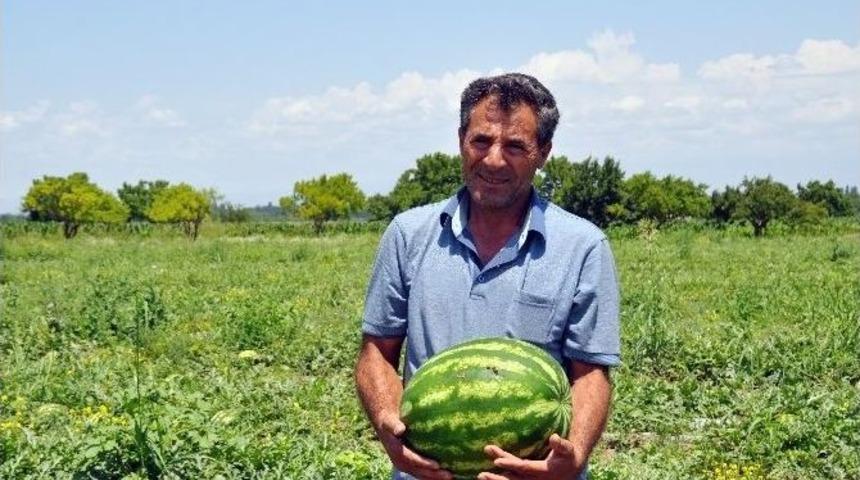 Iğdır Karpuzu Diyarbakır Karpuzuna Rakip Oldu