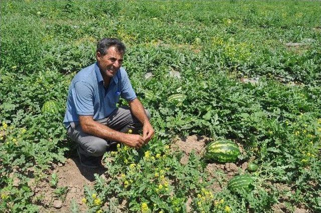 Iğdır Karpuzu Diyarbakır Karpuzuna Rakip Oldu