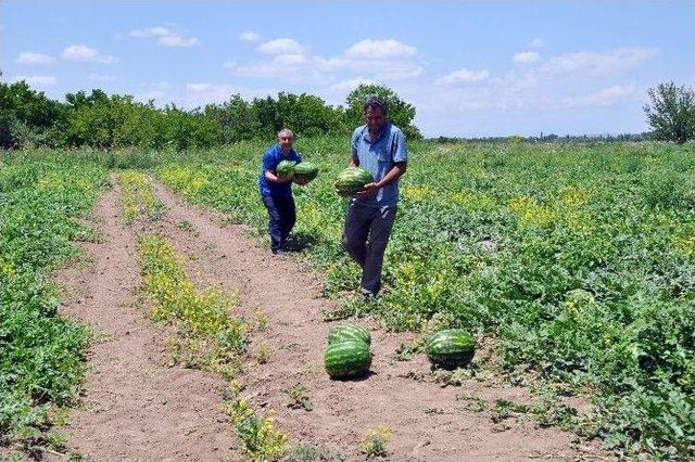 Iğdır Karpuzu Diyarbakır Karpuzuna Rakip Oldu