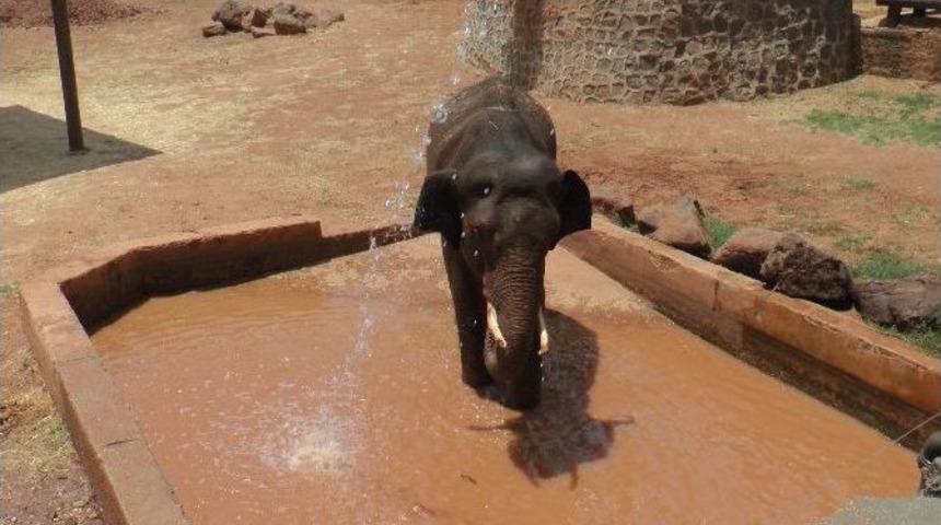 Fillerin Bayram Hazırlığı