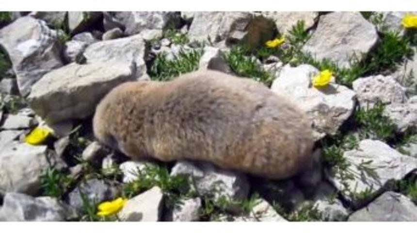 Yol &Ccedil;alışmasından K&ouml;stebek &Ccedil;ıktı