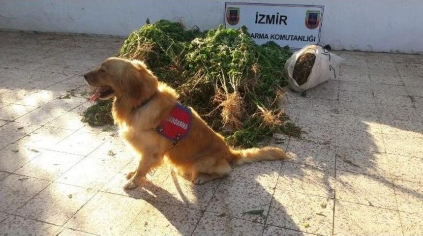 Tire&rsquo;de Jandarmadan Uyuşturucu Operasyonu