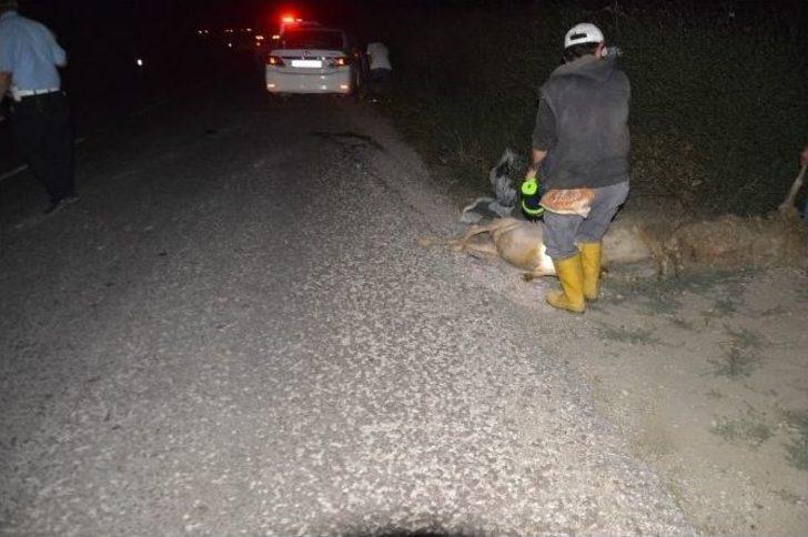 Otomobil Sürünün Arasına Daldı: 9 Koyun Telef Oldu G1