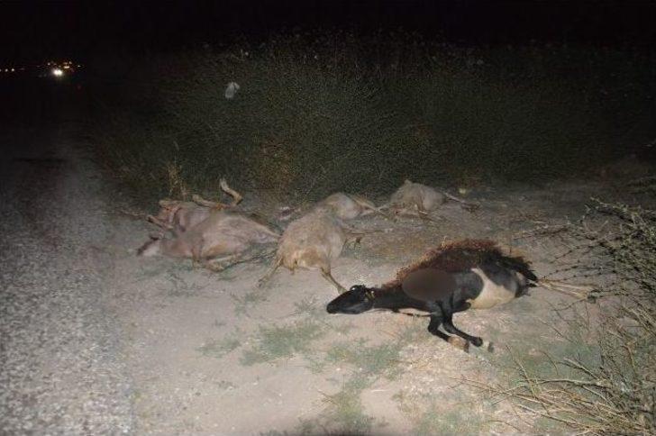 Otomobil Sürünün Arasına Daldı: 9 Koyun Telef Oldu G2