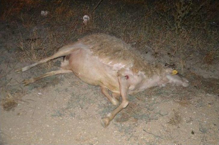 Otomobil Sürünün Arasına Daldı: 9 Koyun Telef Oldu G3