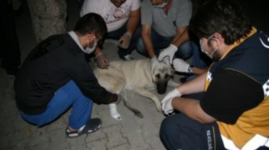 Yaralı K&ouml;peğe Hastane Bah&ccedil;esinde Yardım