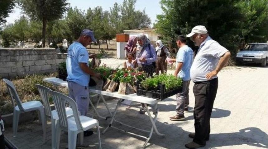 B&uuml;y&uuml;kşehir Belediyesi, Korkuteli&rsquo;de Mezarlıkta G&uuml;lfidanı Dağıttı
