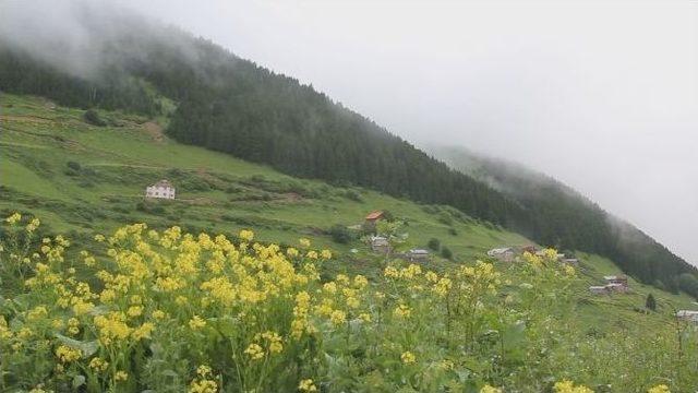 Sıcaktan Bunalanlar Tatil İçin İkizdere’yi Tercih Ediyor