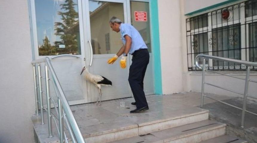 Beyşehir&rsquo;de Yaralı Leyleğe Zabıta Sahip &Ccedil;ıktı