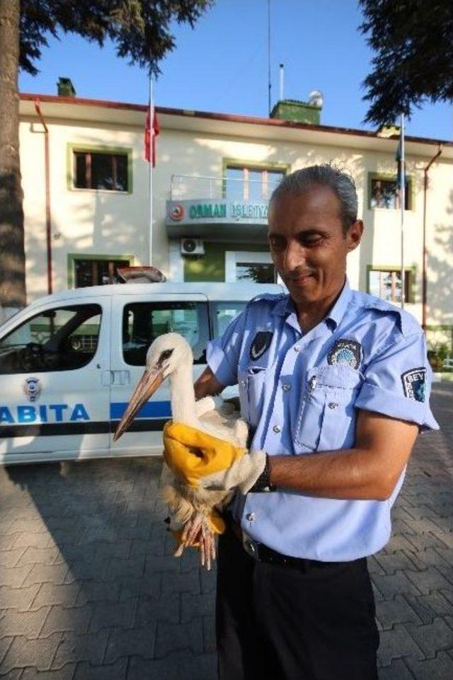 Beyşehir’de Yaralı Leyleğe Zabıta Sahip Çıktı