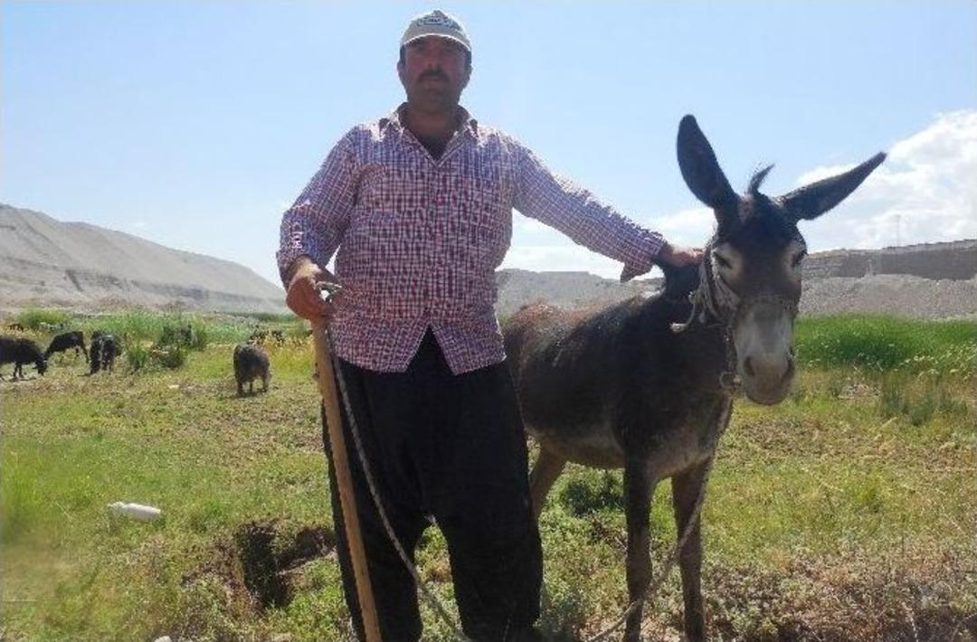 Bataklığa Saplanan Eşeği Dalgı&ccedil;lar Kurtardı