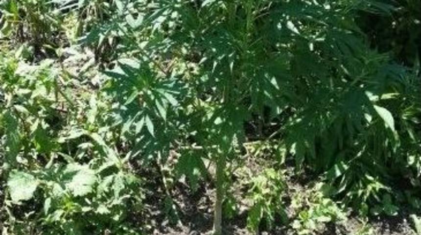 &Ccedil;arşamba&rsquo;da Esrar Operasyonu