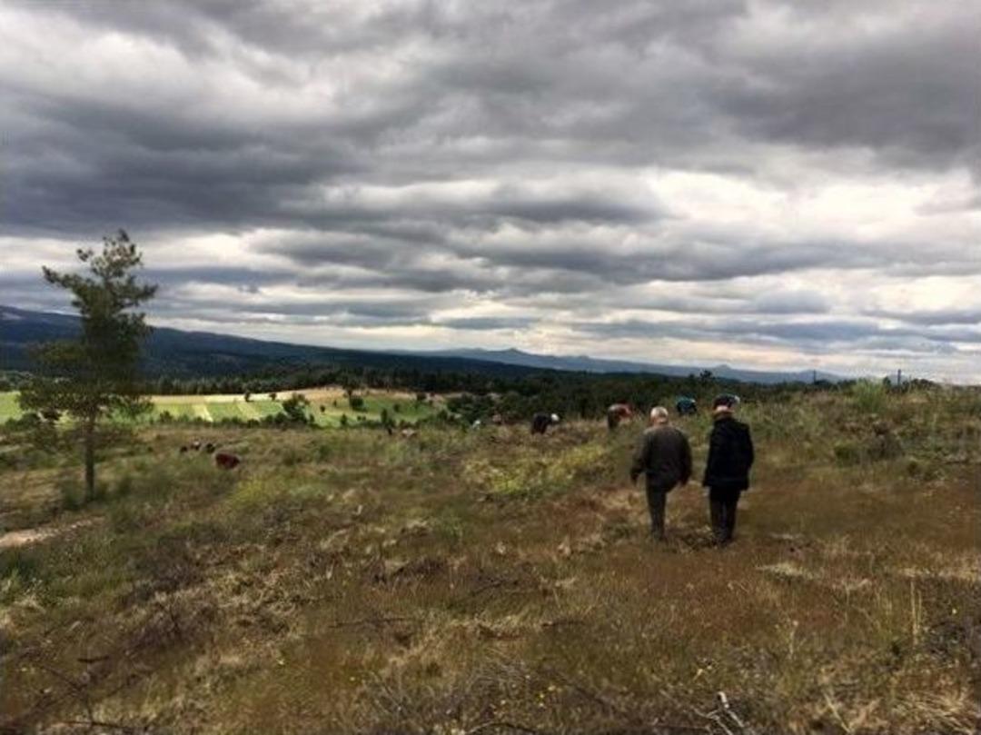 Gediz&rsquo;de Ormanlara Bakım