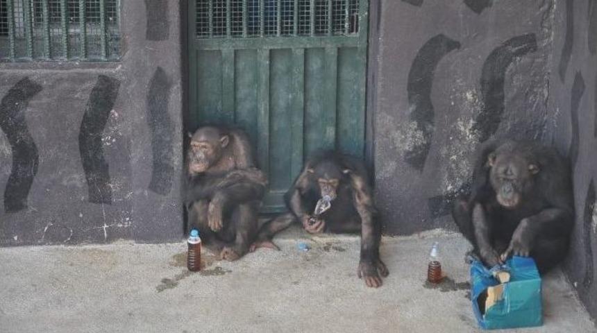 (&ouml;zel Haber) Hayvanat Bah&ccedil;esi Sakinlerine Bayram Hediyesi