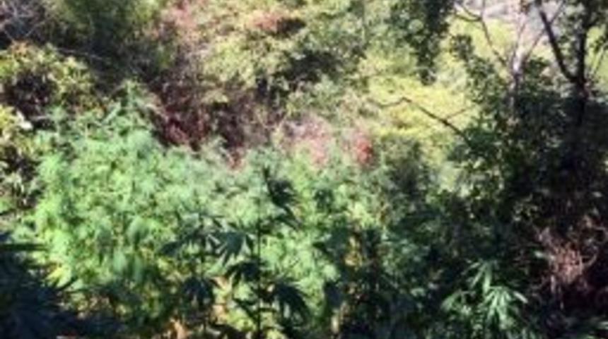 Zehir Taciri Kenevir Hasadını Yapamadı