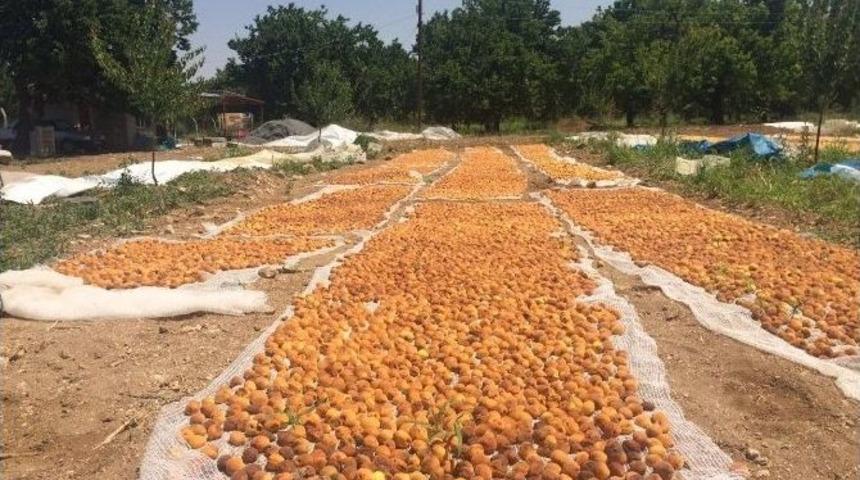 Ak&ccedil;adağ&rsquo;da Sağanak Yağış Kayısıyı Vurdu