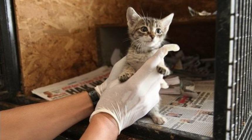 Hayvanlar Sahiplerini Bekliyor