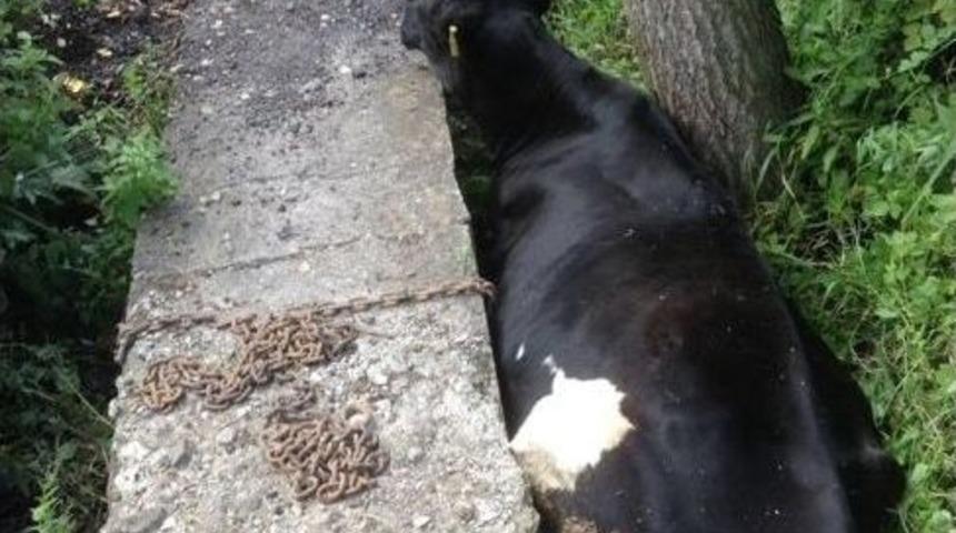 &Ccedil;ukurda Sıkışan İneği İtfaiye Ekipleri Kurtardı