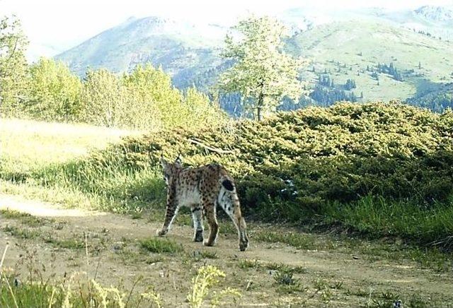 Doğu Karadeniz’de Yaban Hayatı Fotokapanlarla İzleniyor