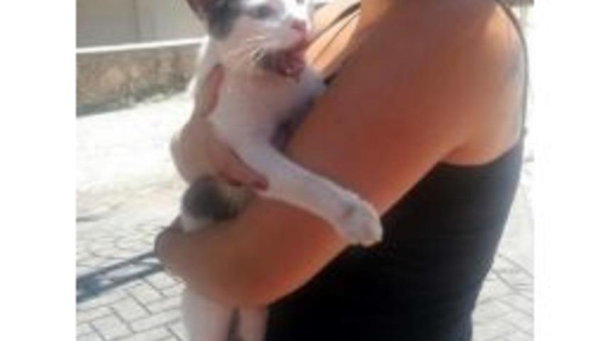 Ağa&ccedil;ta 2 G&uuml;n Mahsur Kalan Kediyi Dak Kurtardı