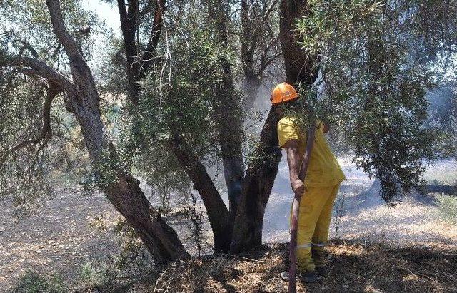 Manavgat’ta Makilik Yangını