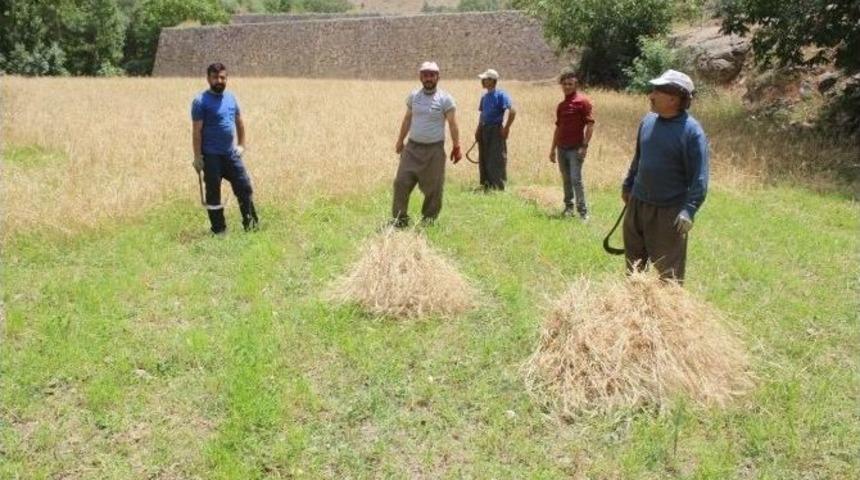 Hakkari&rsquo;de Buğday Bi&ccedil;ilmeye Başlandı