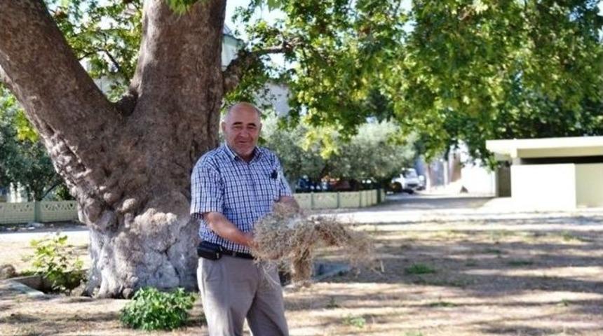 Kuşlar &Ouml;lmesin Diye Yere Saman Seriyor