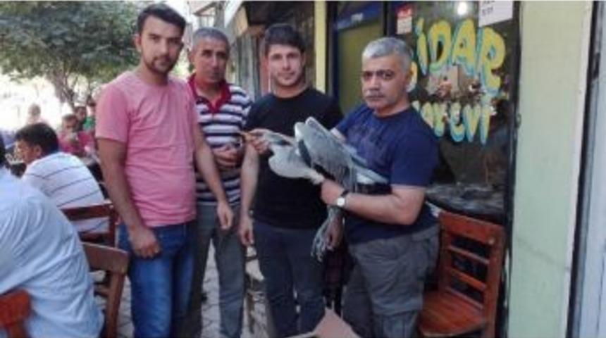 Iğdır’da Yağan Yağmur Balıkçıl Kuşlarını Vurdu