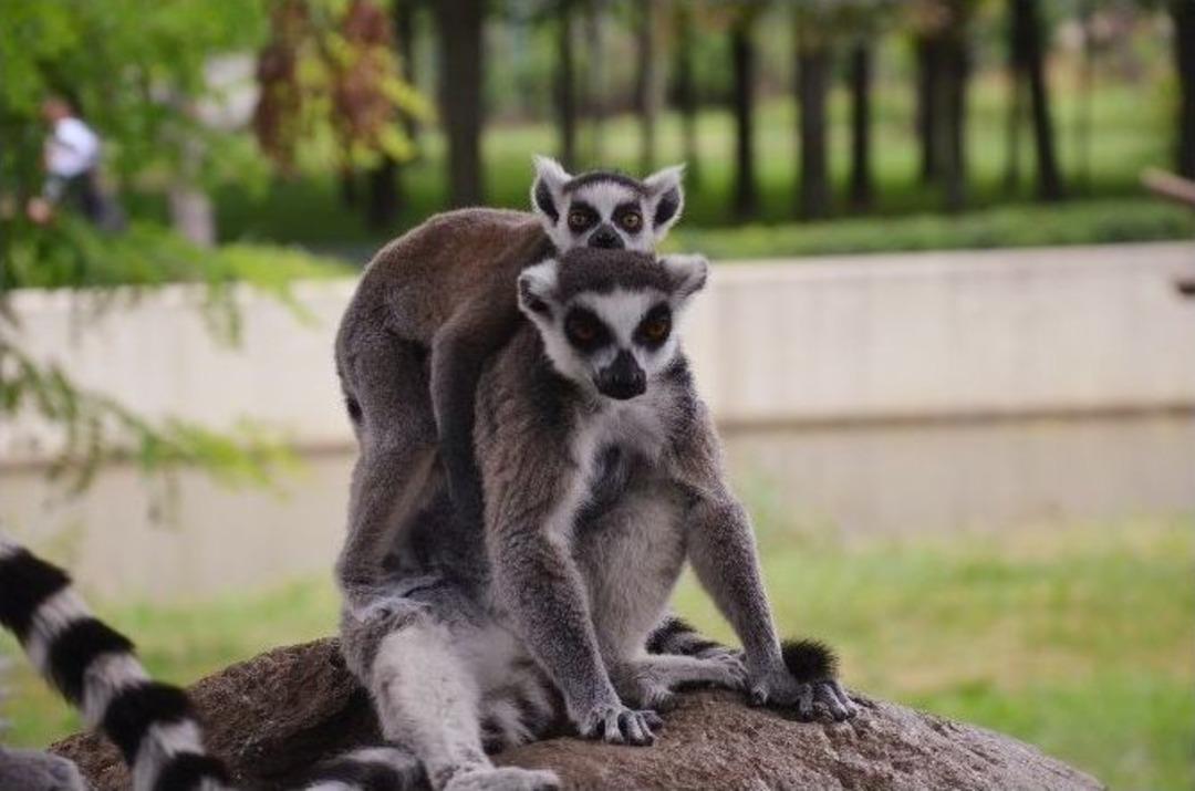 (&ouml;zel Haber) Lemurların Yavru Sevinci