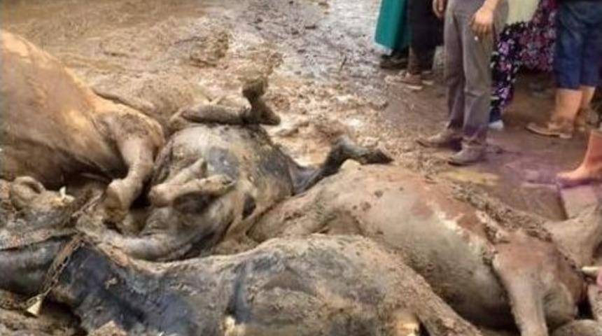 Fatsa&rsquo;da Selden Bir Ahır &Ccedil;&ouml;kt&uuml;, 8 B&uuml;y&uuml;kbaş Hayvan Telef Oldu